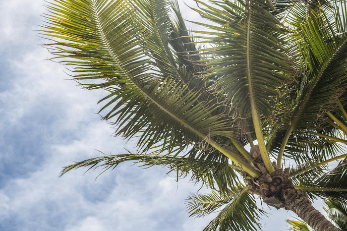 Palm Tree & Sky Wall Mural-Wall Mural-Eazywallz