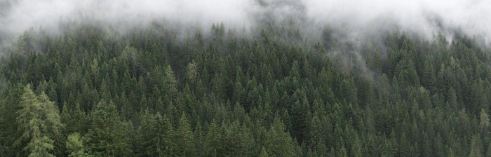 Panoramic Foggy Forest Wall Mural-Wall Mural-Eazywallz
