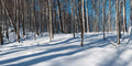 Panoramic Snowy Forest Wall Mural