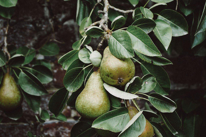 Pear Tree Wall Mural-Wall Mural-Eazywallz