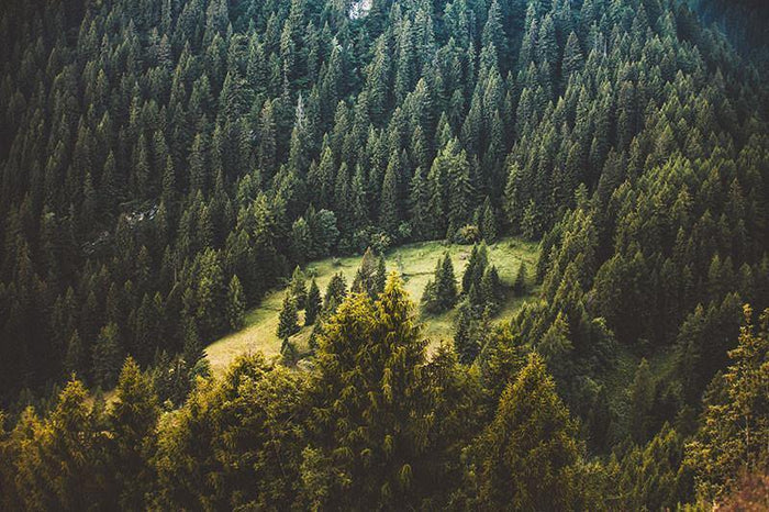 Pine Forest View Wall Mural-Wall Mural-Eazywallz