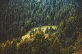 Pine Forest View Wall Mural-Wall Mural-Eazywallz