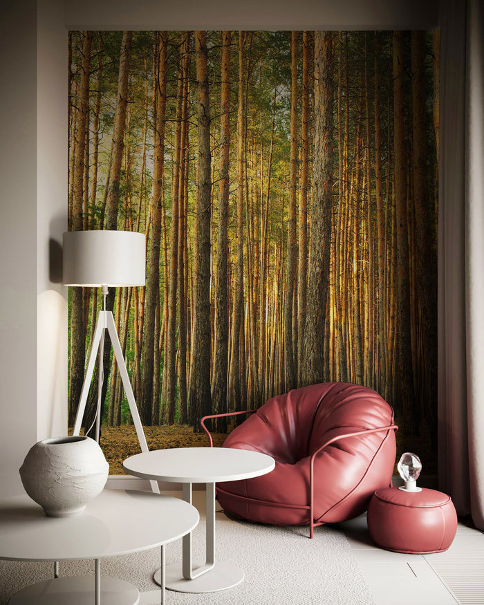 Pine tree forest