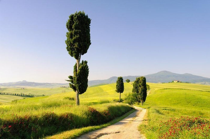 Podere Terrapille Wall Mural-Wall Mural-Eazywallz