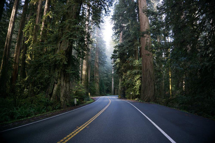 Redwood Nature Forest Wall Mural-Wall Mural-Eazywallz