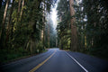 Redwood Nature Forest Wall Mural-Wall Mural-Eazywallz