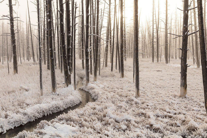 Snowy Forest Creek Wall Mural-Wall Mural-Eazywallz