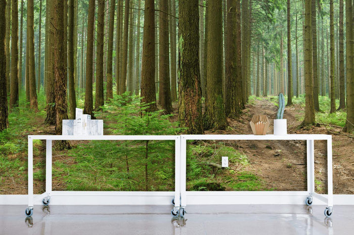 Spruce and Beech Trees Panoramic Wall Mural-Wall Mural-Eazywallz