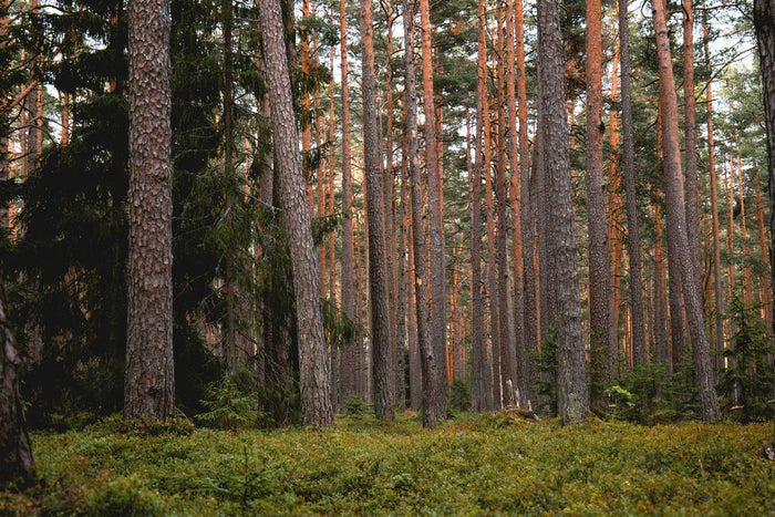 Sun-Kissed Forest