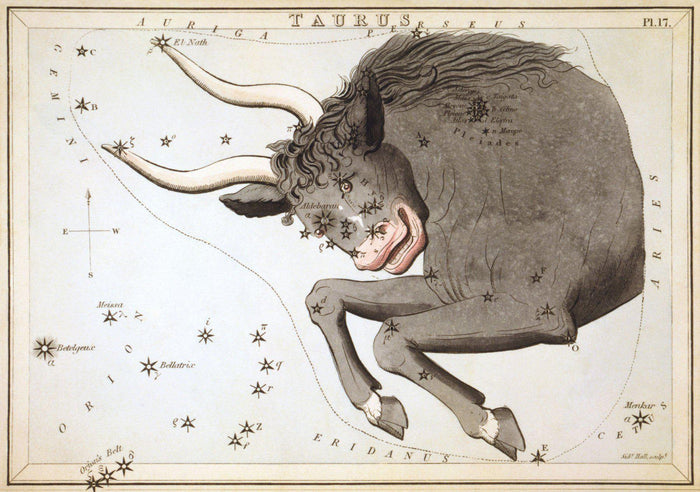Taurus Wall Mural-Wall Mural-Eazywallz