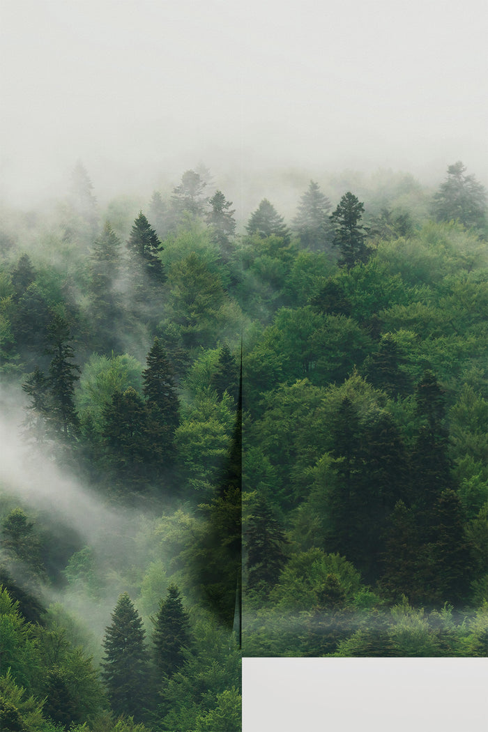The Misty Wilderness Forest