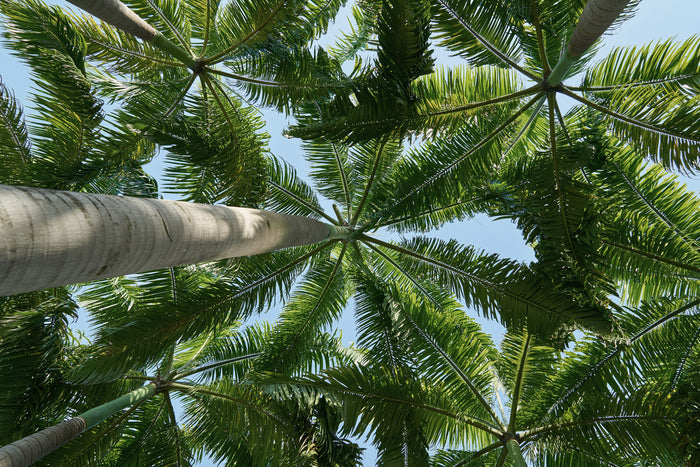 Tropical Canopy