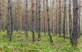 Trunk Haven Forest