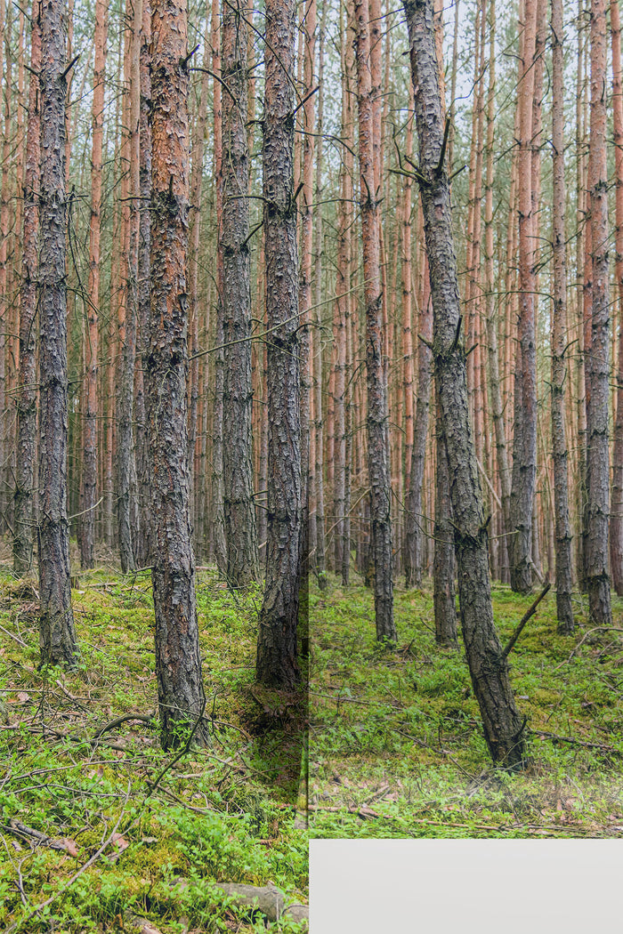 Trunk Haven Forest