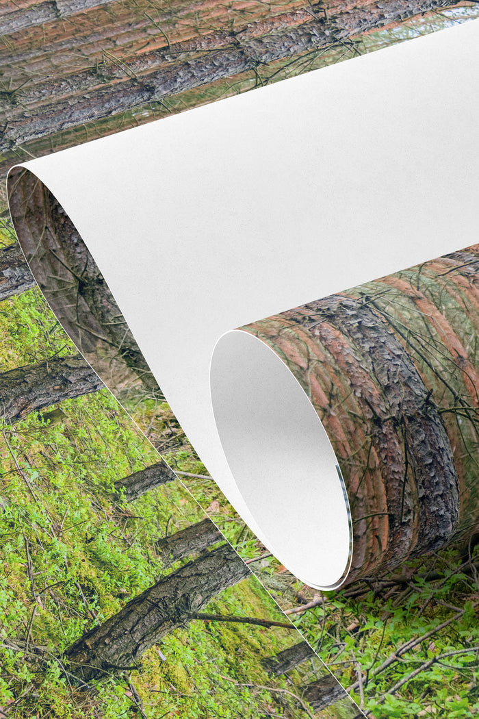 Trunk Haven Forest