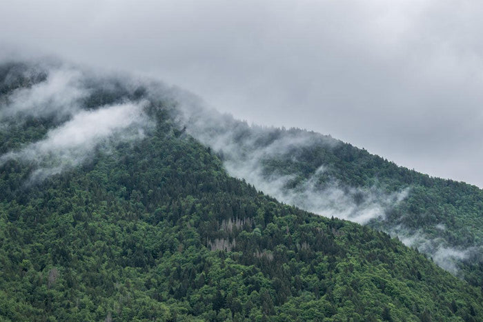 Vailly Misty Forest Mountain Wall Mural-Wall Mural-Eazywallz