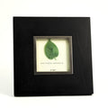 WF227-04