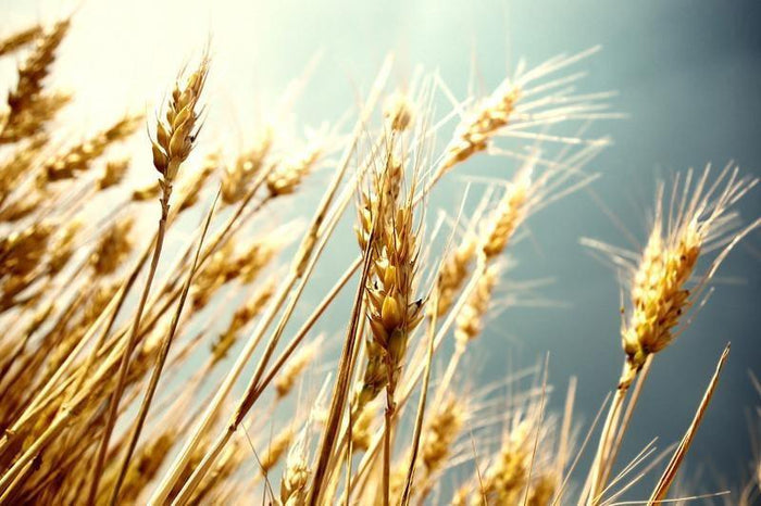 Wheat Wall Mural-Wall Mural-Eazywallz