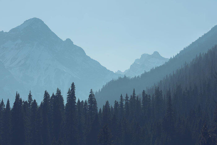 Wild Forest Wall Mural-Wall Mural-Eazywallz