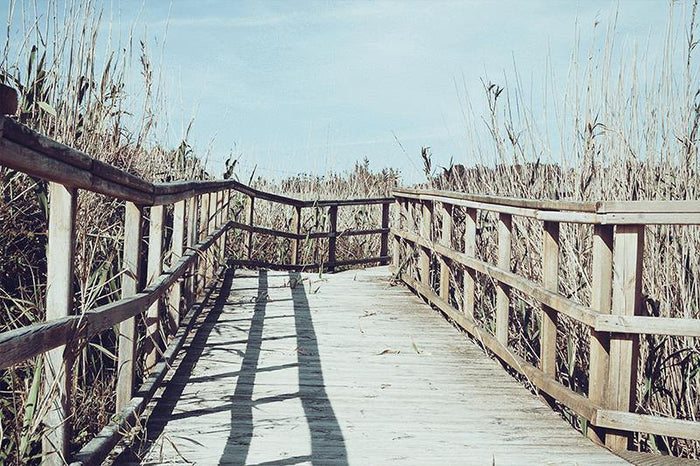 Wood Path in Field Wall Mural-Wall Mural-Eazywallz