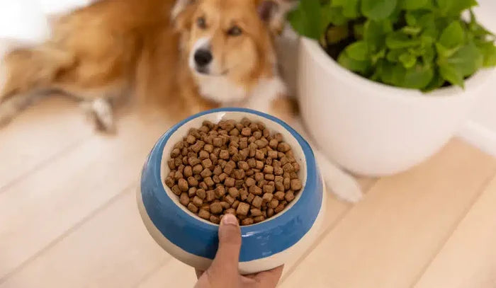 A hand holds a blue-rimmed bowl filled with Ziwi Peak Steam-Dried Chicken with Orchard Fruits, highlighting its dry kibble pellets; a collie rests nearby.